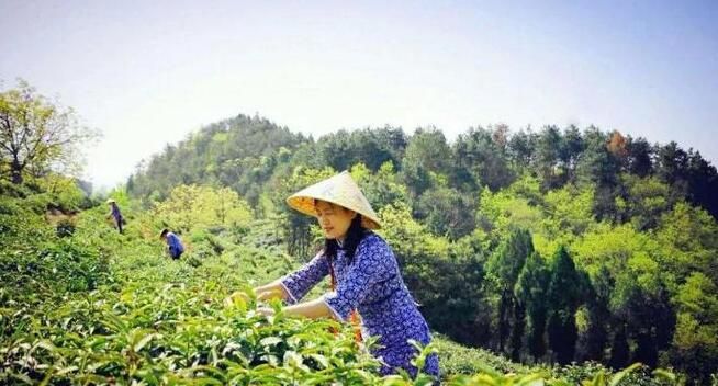 关于商南:绿水青山育好茶,看看商南茶山如何变“金山”的相关信息(3)