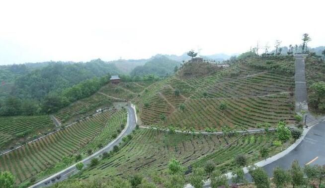 关于商南:绿水青山育好茶,看看商南茶山如何变“金山”的相关信息