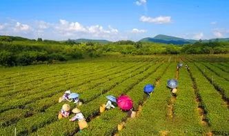 有关于推进白沙茶产业高质量发展的资讯