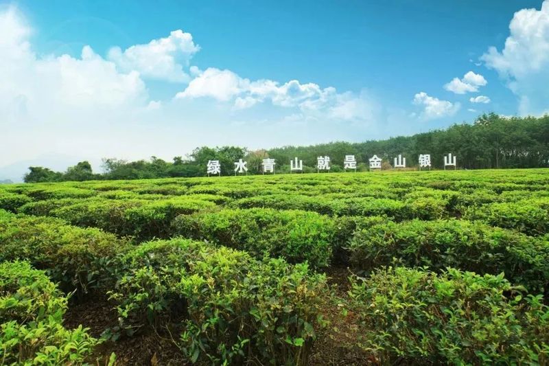 有关于推进白沙茶产业高质量发展的资讯(1)