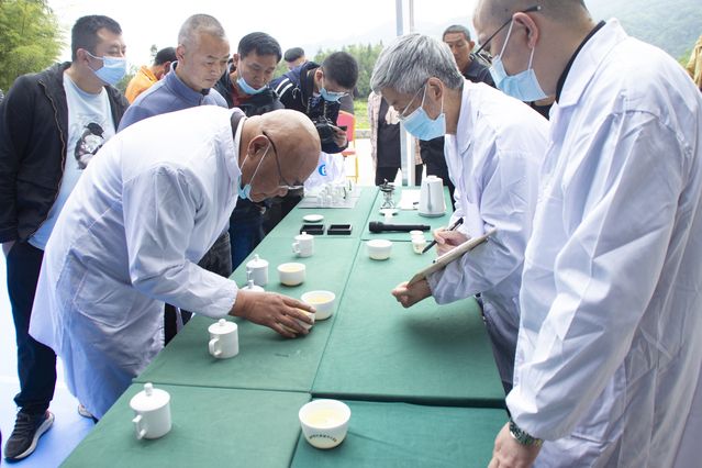 关于天全县：制茶技艺大比拼 擦亮高山茶金色名片的内容(1)