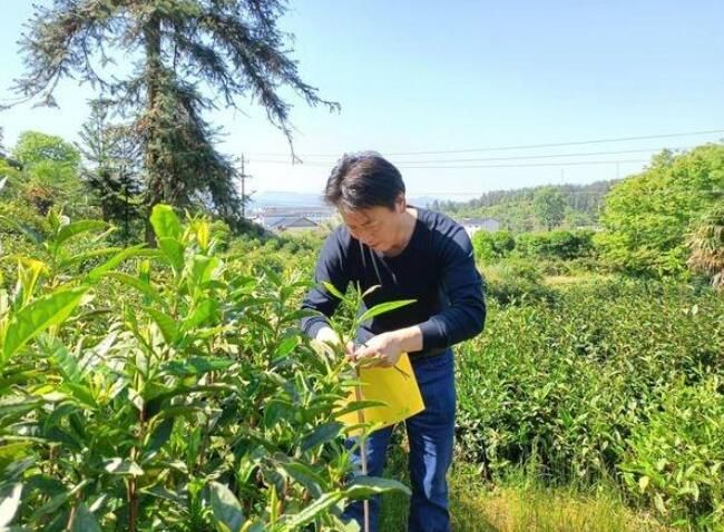 有关于祁门县塔坊镇：茶园病虫监测 提高茶叶品质的资讯