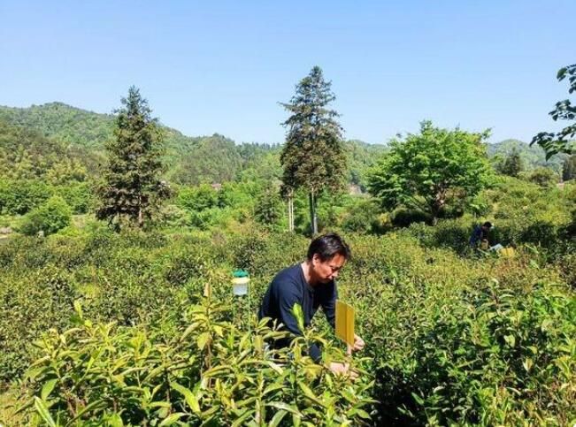 有关于祁门县塔坊镇：茶园病虫监测 提高茶叶品质的资讯(1)
