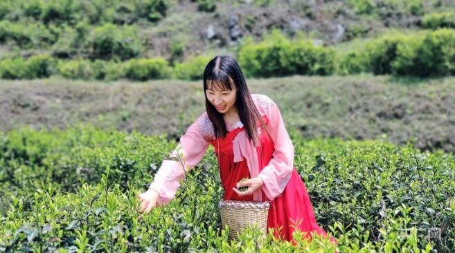 关于贵州纳雍：2000米高山茶园 茶香四溢的信息(4)