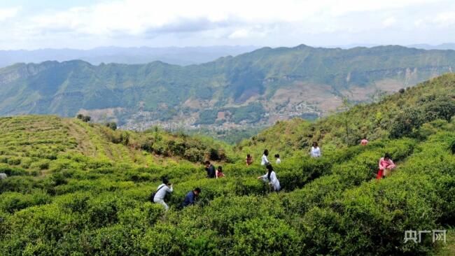 关于贵州纳雍：2000米高山茶园 茶香四溢的信息
