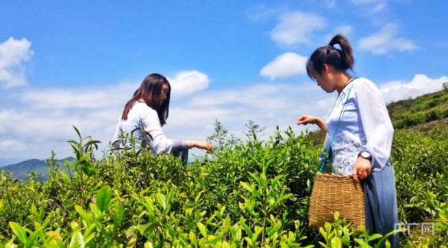 关于贵州纳雍：2000米高山茶园 茶香四溢的信息(2)