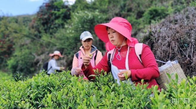 关于贵州纳雍：2000米高山茶园 茶香四溢的信息(1)