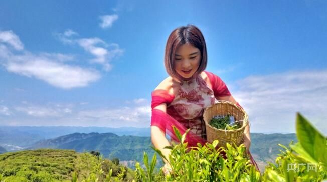 关于贵州纳雍：2000米高山茶园 茶香四溢的信息(3)