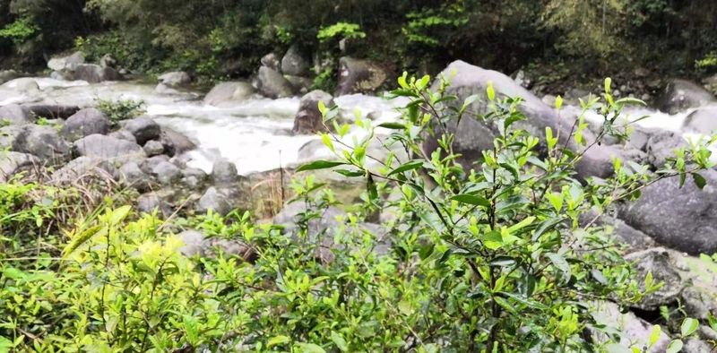 有关于2022中华茶祖节·“潇湘·邵阳红”湖南省生态旅游节暨第三届舜皇山野茶节在新宁县举行的新闻(3)