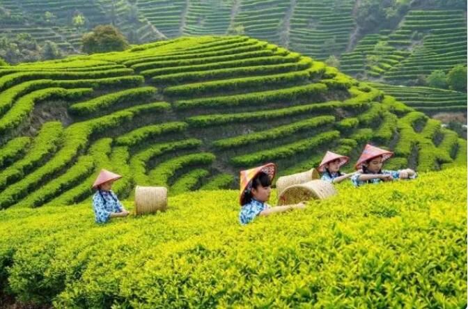 有关于2022年“国际茶日”中国主场活动暨潮州工夫茶大会于5月21日至24日在潮州举办的内容(1)