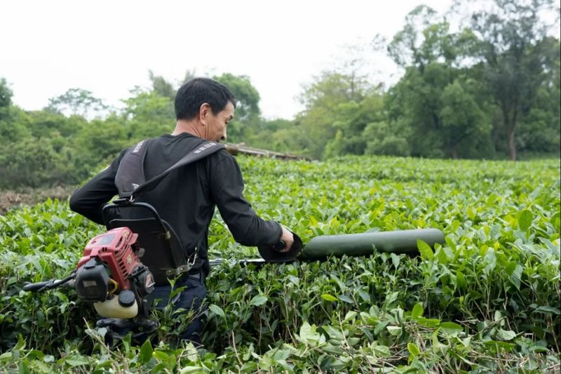 关于伏季休茶,让茶园更健康的新闻(1)