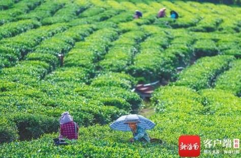 有关于白沙黎族自治县：好生态 带火茶产业的资讯