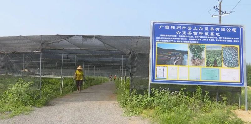 有关于龙圩区：打造万亩云山茶海 助力茶园绿色崛起的最新消息