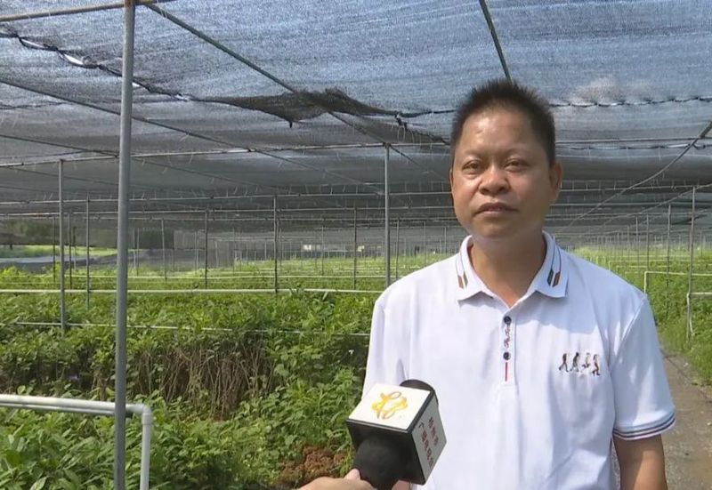 有关于龙圩区：打造万亩云山茶海 助力茶园绿色崛起的最新消息(2)