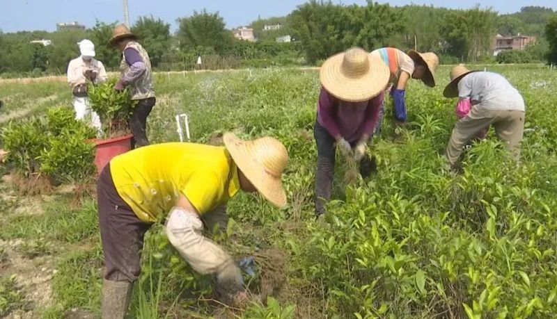 有关于龙圩区：打造万亩云山茶海 助力茶园绿色崛起的最新消息(1)