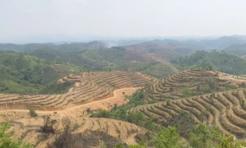 有关于龙圩区：打造万亩云山茶海 助力茶园绿色崛起的最新消息(5)