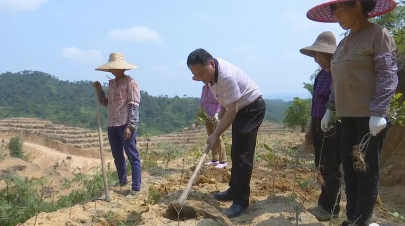 有关于龙圩区：打造万亩云山茶海 助力茶园绿色崛起的最新消息(3)