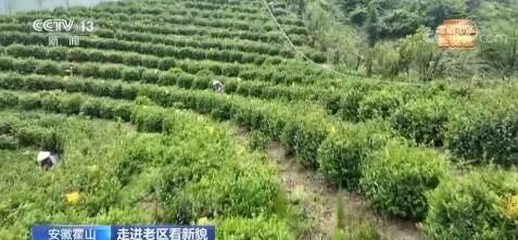 关于践行“两山”理论 茶产业助推老区振兴的相关内容