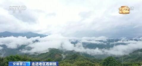 关于践行“两山”理论 茶产业助推老区振兴的相关内容(1)
