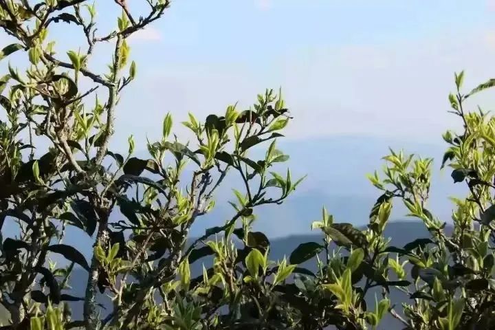 有关于践行绿色生态理念  临沧茶产业转型升级见成效的资讯
