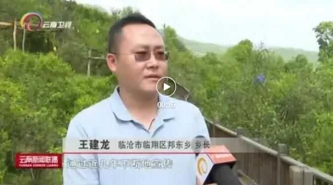 有关于践行绿色生态理念  临沧茶产业转型升级见成效的资讯(1)