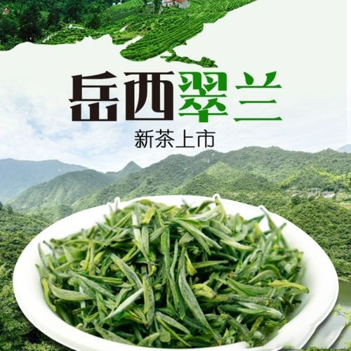 有关于2022国际茶日,“我的家乡我代言”：安徽岳西邀您欣赏岳西翠兰“稀比翡翠 品高如兰”之美的消息(2)