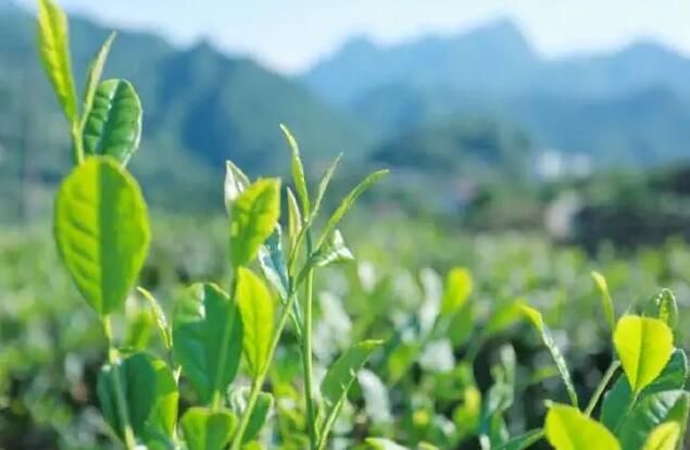 有关于岚皋县佐龙镇：推动茶产业转型升级发展，让岚皋茶叶走出陕西的资讯(1)