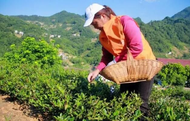 有关于岚皋县佐龙镇：推动茶产业转型升级发展，让岚皋茶叶走出陕西的资讯(4)