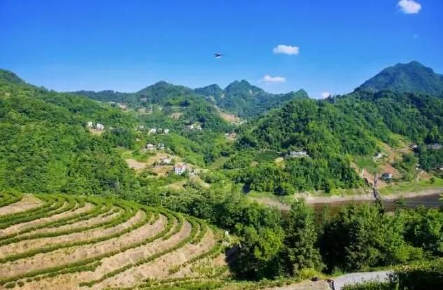 有关于岚皋县佐龙镇：推动茶产业转型升级发展，让岚皋茶叶走出陕西的资讯(5)