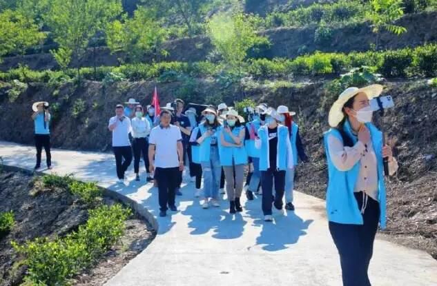 有关于岚皋县佐龙镇：推动茶产业转型升级发展，让岚皋茶叶走出陕西的资讯(3)