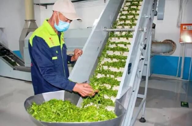 有关于岚皋县佐龙镇：推动茶产业转型升级发展，让岚皋茶叶走出陕西的资讯(8)