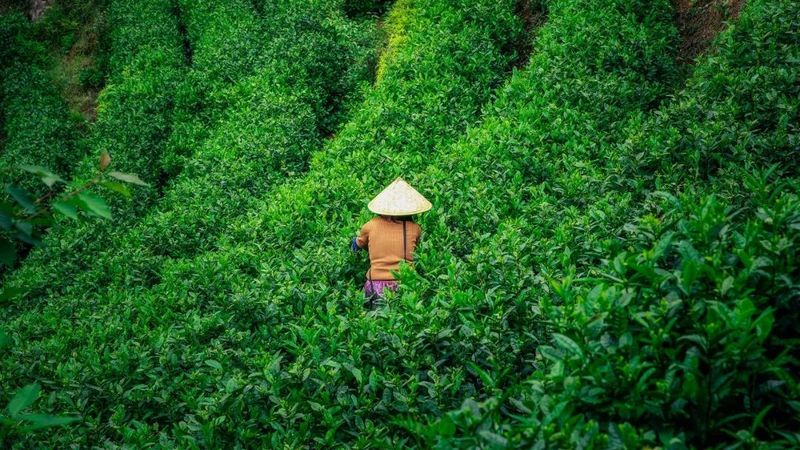 有关于温州平阳畲乡茶园风光好的相关内容(6)