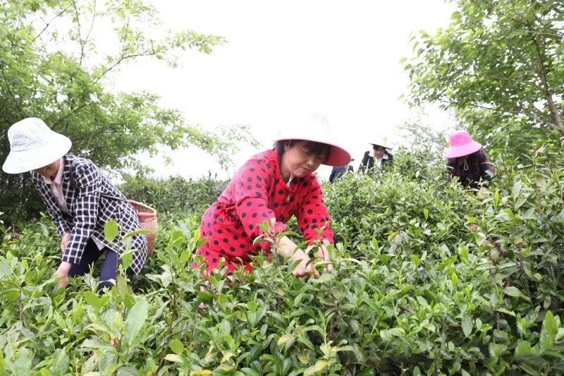 关于安徽霍山:筑巢引得“凤凰”栖,南庄“老茶”发新芽的最新消息
