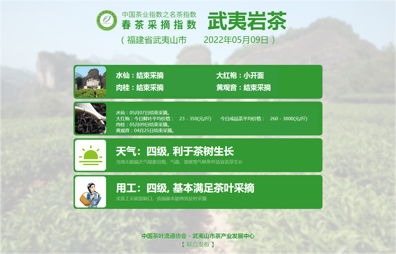 有关于春茶采摘指数：5月9日 武夷岩茶 肉桂、水仙结束采摘，大红袍进入小开面的资讯(1)