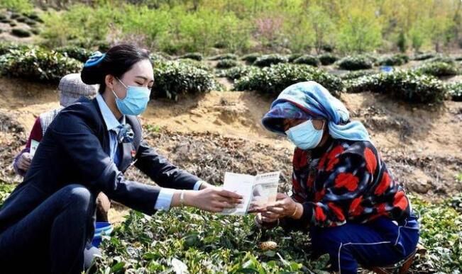 关于农行岚山支行团委：惠农政策进茶园的最新消息(2)