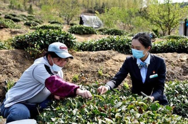 关于农行岚山支行团委：惠农政策进茶园的最新消息(1)