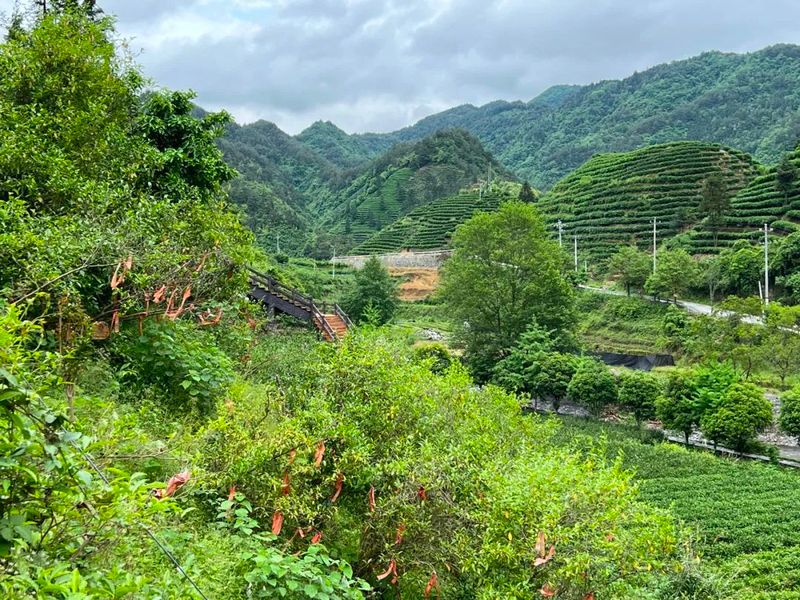 有关于为保靖黄金茶干杯的最新消息(2)
