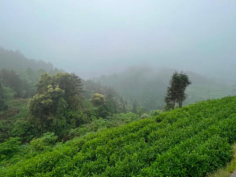 有关于为保靖黄金茶干杯的最新消息(3)