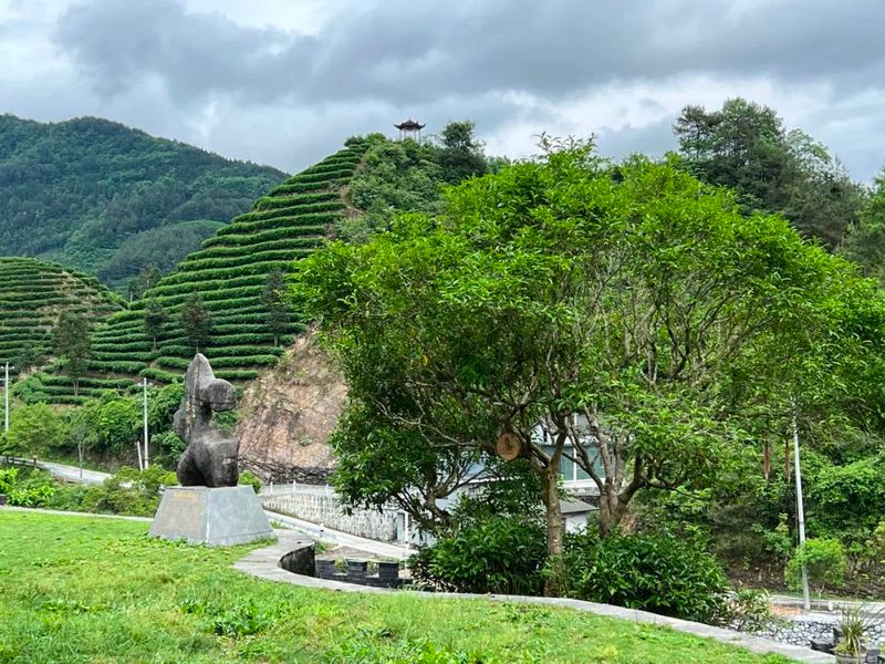 有关于为保靖黄金茶干杯的最新消息(1)