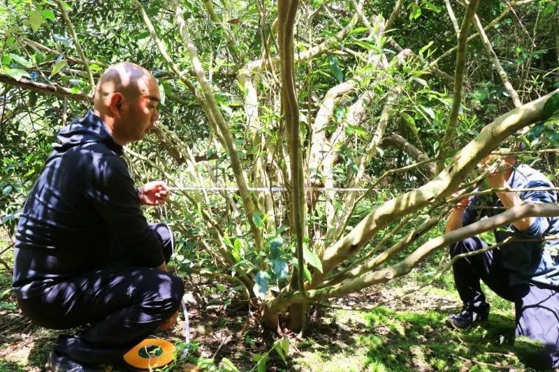 有关于江西惊现千年古茶树 浮梁茶香越千年的内容(1)