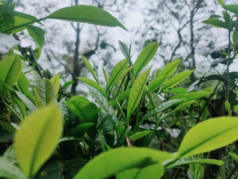 关于绿春县哈的土地梁子有机茶园:全力打造大树茶“绿色食品牌”,助推村集体经济发展的新闻(9)