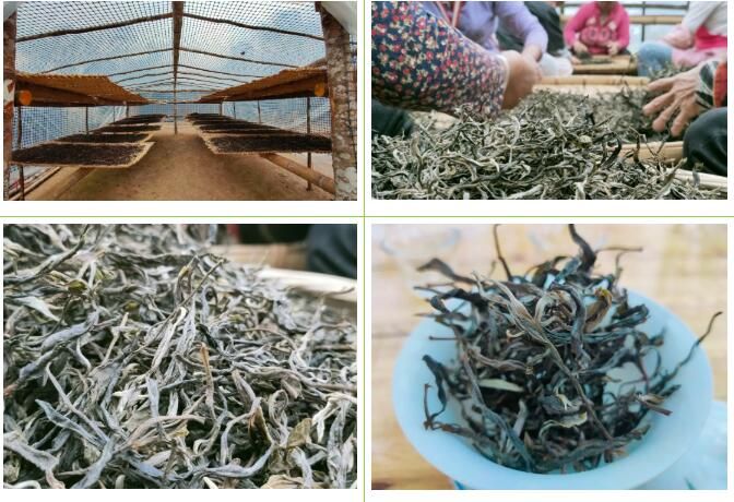 关于绿春县哈的土地梁子有机茶园:全力打造大树茶“绿色食品牌”,助推村集体经济发展的新闻(11)