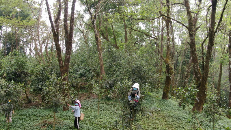 关于绿春县哈的土地梁子有机茶园:全力打造大树茶“绿色食品牌”,助推村集体经济发展的新闻(13)