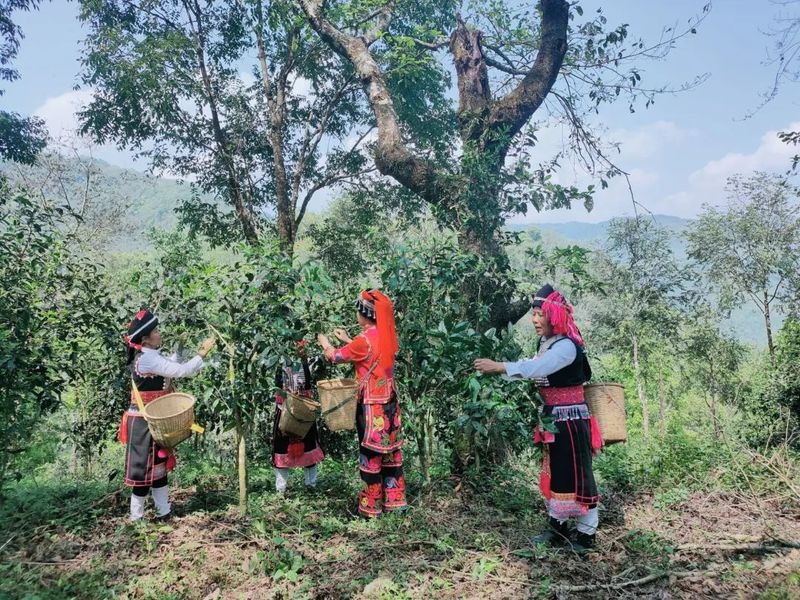 关于绿春县哈的土地梁子有机茶园:全力打造大树茶“绿色食品牌”,助推村集体经济发展的新闻(5)