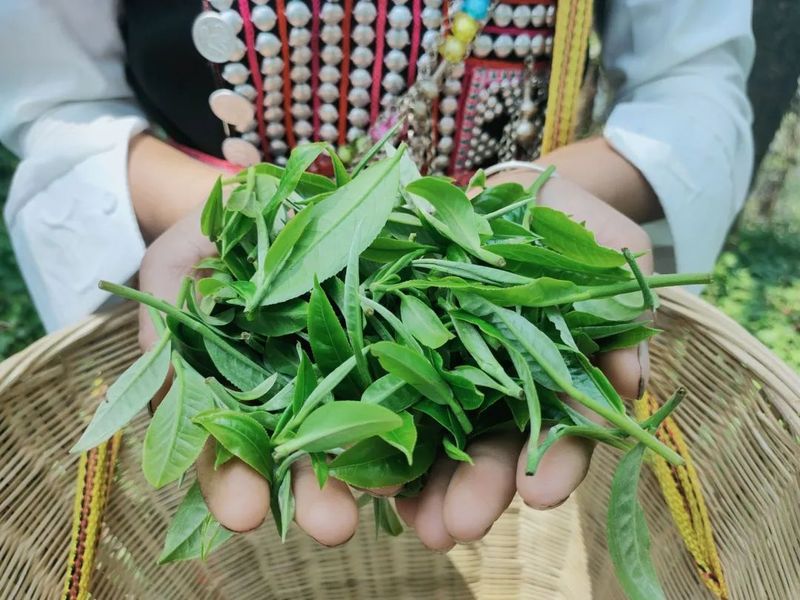 关于绿春县哈的土地梁子有机茶园:全力打造大树茶“绿色食品牌”,助推村集体经济发展的新闻(6)