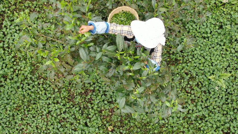 关于绿春县哈的土地梁子有机茶园:全力打造大树茶“绿色食品牌”,助推村集体经济发展的新闻(2)