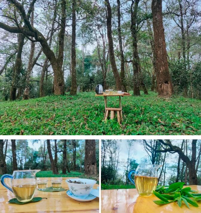 关于绿春县哈的土地梁子有机茶园:全力打造大树茶“绿色食品牌”,助推村集体经济发展的新闻(12)