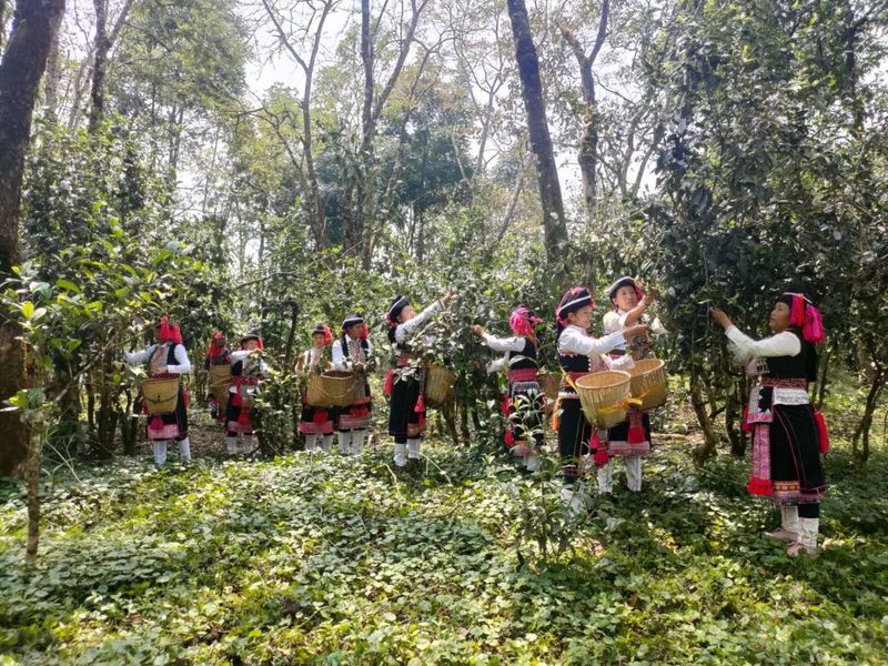 关于绿春县哈的土地梁子有机茶园:全力打造大树茶“绿色食品牌”,助推村集体经济发展的新闻(3)