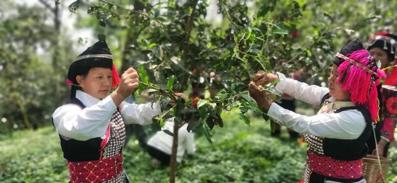 关于绿春县哈的土地梁子有机茶园:全力打造大树茶“绿色食品牌”,助推村集体经济发展的新闻(4)