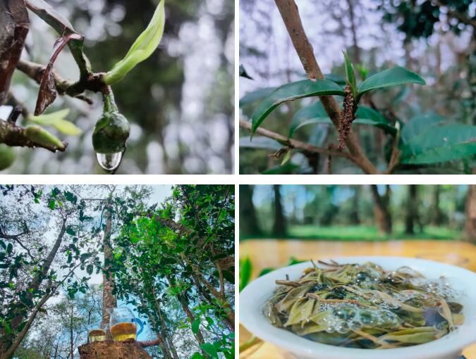 关于绿春县哈的土地梁子有机茶园:全力打造大树茶“绿色食品牌”,助推村集体经济发展的新闻(10)